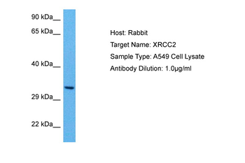 XRCC2 Rabbit Polyclonal Antibody