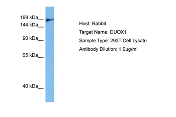 DUOX1 Rabbit Polyclonal Antibody