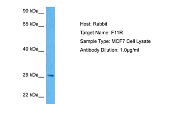 F11R Rabbit Polyclonal Antibody