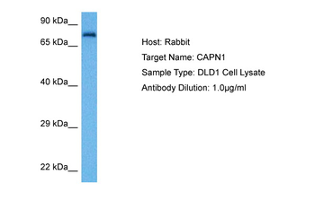 CAPN1 Rabbit Polyclonal Antibody