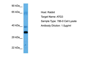 ATG3 Rabbit Polyclonal Antibody