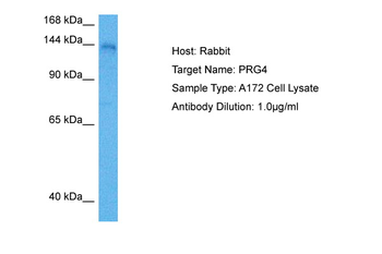 PRG4 Rabbit Polyclonal Antibody