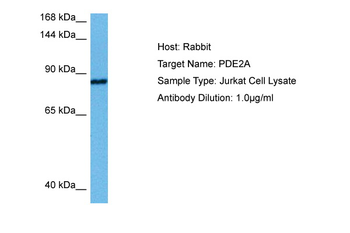 PDE2A Rabbit Polyclonal Antibody