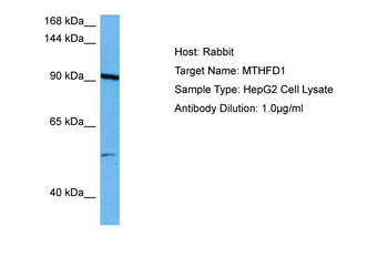 MTHFD1 Rabbit Polyclonal Antibody