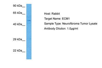 ECM1 Rabbit Polyclonal Antibody