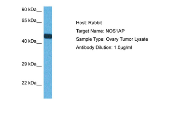 NOS1AP Rabbit Polyclonal Antibody