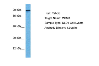 MCM3 Rabbit Polyclonal Antibody