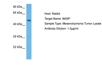 NASP Rabbit Polyclonal Antibody