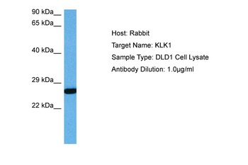 KLK1 Rabbit Polyclonal Antibody