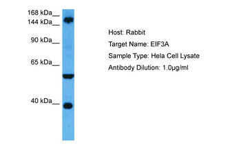 EIF3A Rabbit Polyclonal Antibody