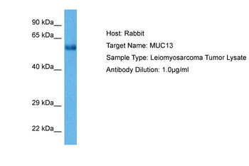 MUC13 Rabbit Polyclonal Antibody