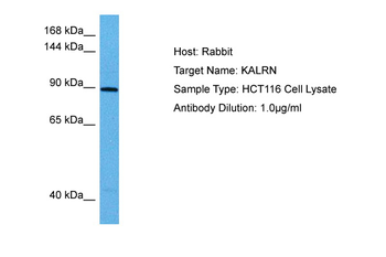 KALRN Rabbit Polyclonal Antibody
