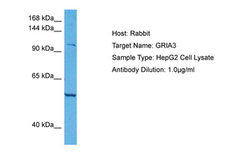 GRIA3 Rabbit Polyclonal Antibody