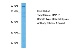 MAPK7 Rabbit Polyclonal Antibody