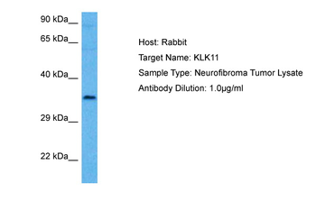 KLK11 Rabbit Polyclonal Antibody