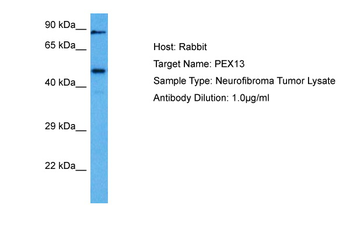 PEX13 Rabbit Polyclonal Antibody