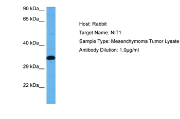 NIT1 Rabbit Polyclonal Antibody