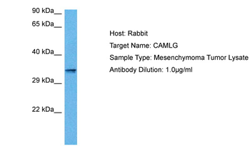 CAMLG Rabbit Polyclonal Antibody
