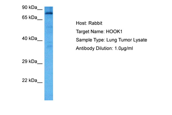 HOOK1 Rabbit Polyclonal Antibody
