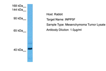INPP5F Rabbit Polyclonal Antibody