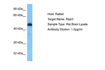 RIPK3 Rabbit Polyclonal Antibody