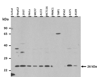 TNFRSF18 Rabbit Polyclonal Antibody