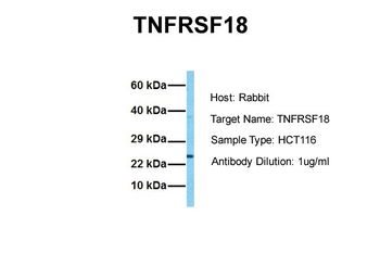 TNFRSF18 Rabbit Polyclonal Antibody