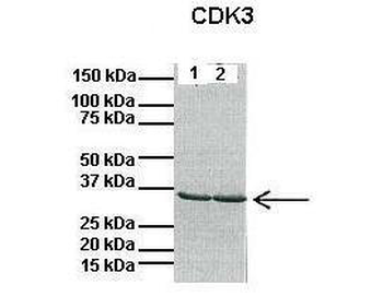 CDK3 Rabbit Polyclonal Antibody