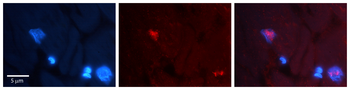 CCNG1 Rabbit Polyclonal Antibody