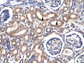 CDC2 Rabbit Polyclonal Antibody
