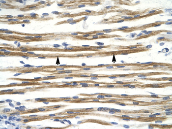 CCND3 Rabbit Polyclonal Antibody