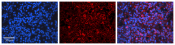 CCND3 Rabbit Polyclonal Antibody