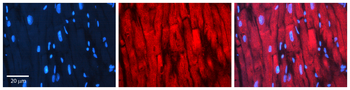 CDC34 Rabbit Polyclonal Antibody
