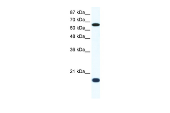 CUL1 Rabbit Polyclonal Antibody