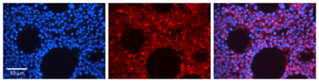 MAPK14 Rabbit Polyclonal Antibody