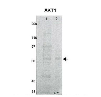 AKT1 Rabbit Polyclonal Antibody
