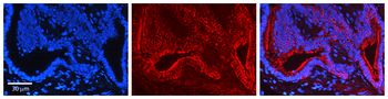 AKT1 Rabbit Polyclonal Antibody