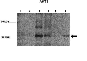 AKT1 Rabbit Polyclonal Antibody
