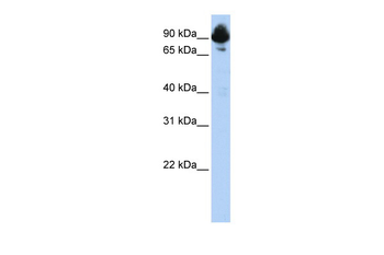 RGS3 Rabbit Polyclonal Antibody