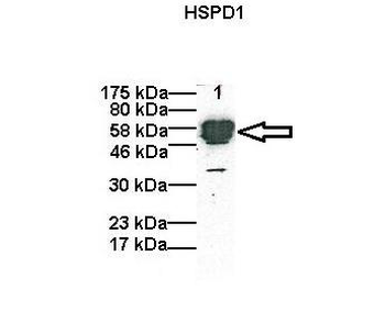 HSPD1 Rabbit Polyclonal Antibody