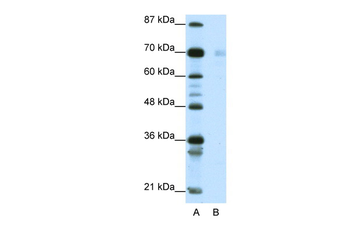 HSP90AB1 Rabbit Polyclonal Antibody