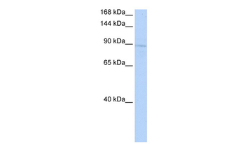 KIF20A Rabbit Polyclonal Antibody