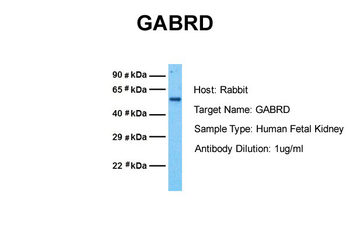 GABRD Rabbit Polyclonal Antibody