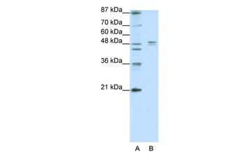 HTR1A Rabbit Polyclonal Antibody