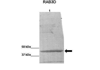 RAB3D Rabbit Polyclonal Antibody
