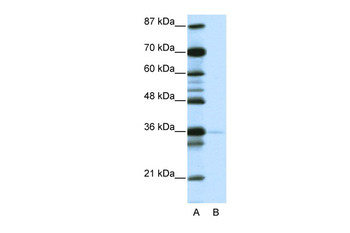 NANOG Rabbit Polyclonal Antibody