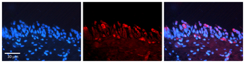 SMAD3 Rabbit Polyclonal Antibody