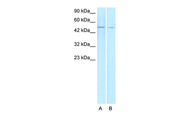 ERG Rabbit Polyclonal Antibody