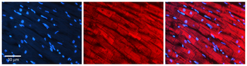 SREBF2 Rabbit Polyclonal Antibody