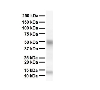 SMAD6 Rabbit Polyclonal Antibody